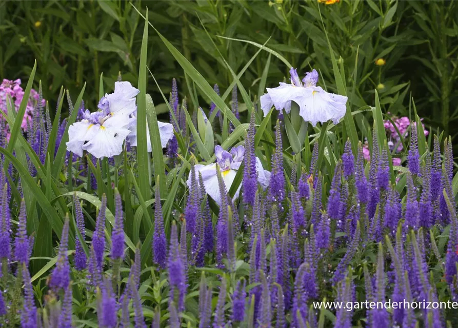 Langblättriger Garten-Ehrenpreis 'Blauriesin'