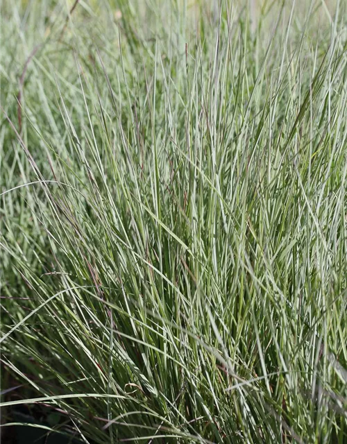 Blaugraues Garten-Präriegras 'Prairie Blues'