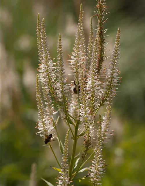 Garten-Kandelaberehrenpreis 'Diana'