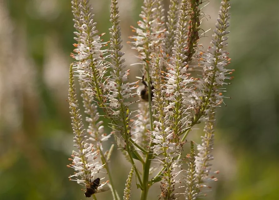 Garten-Kandelaberehrenpreis 'Diana'