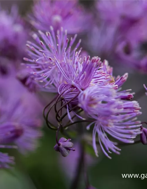 Akeleiblättrige Wiesenraute 'Black Stockings'