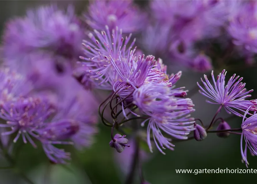 Akeleiblättrige Wiesenraute 'Black Stockings'