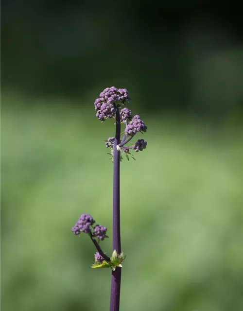 Akeleiblättrige Wiesenraute 'Black Stockings'