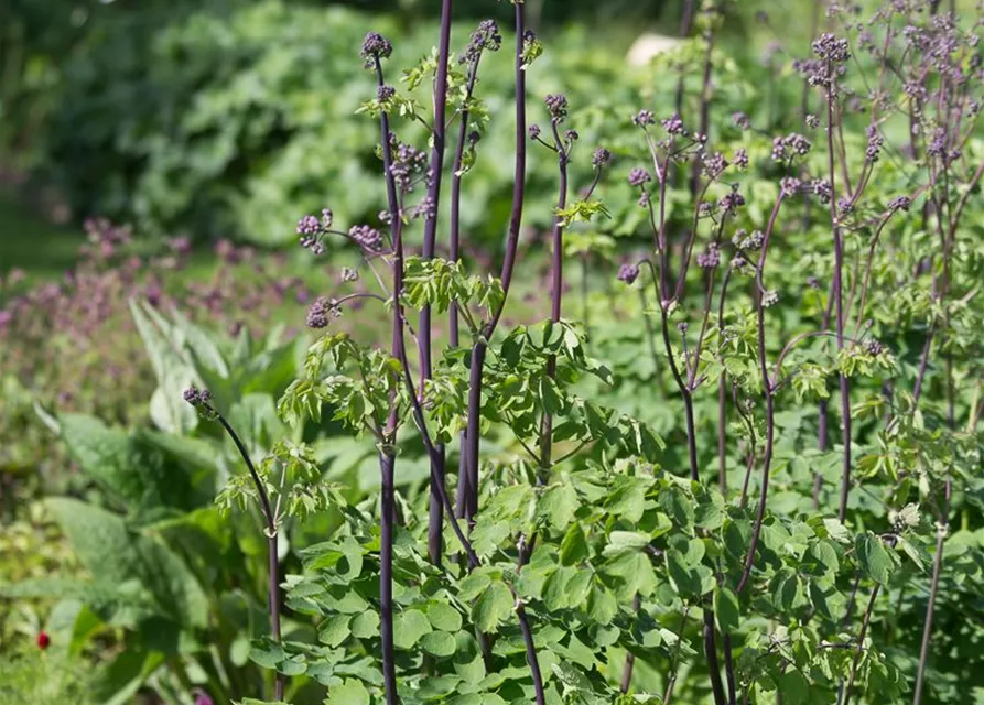 Akeleiblättrige Wiesenraute 'Black Stockings'