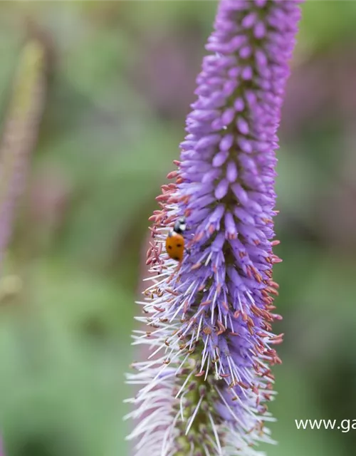 Garten-Kandelaberehrenpreis 'Fascination'