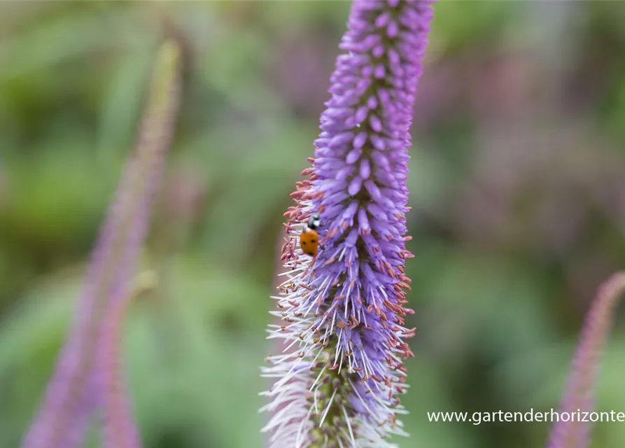 Garten-Kandelaberehrenpreis 'Fascination'