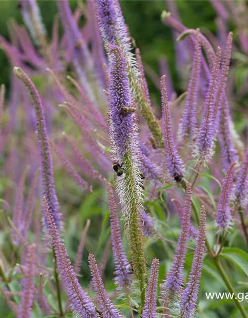 Garten-Kandelaberehrenpreis 'Fascination'