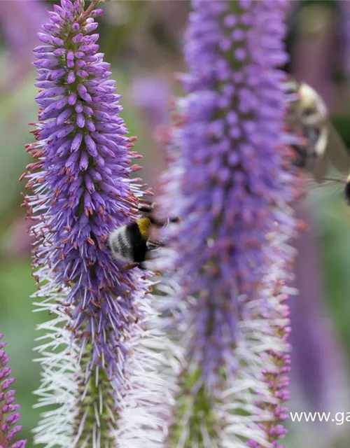 Garten-Kandelaberehrenpreis 'Fascination'