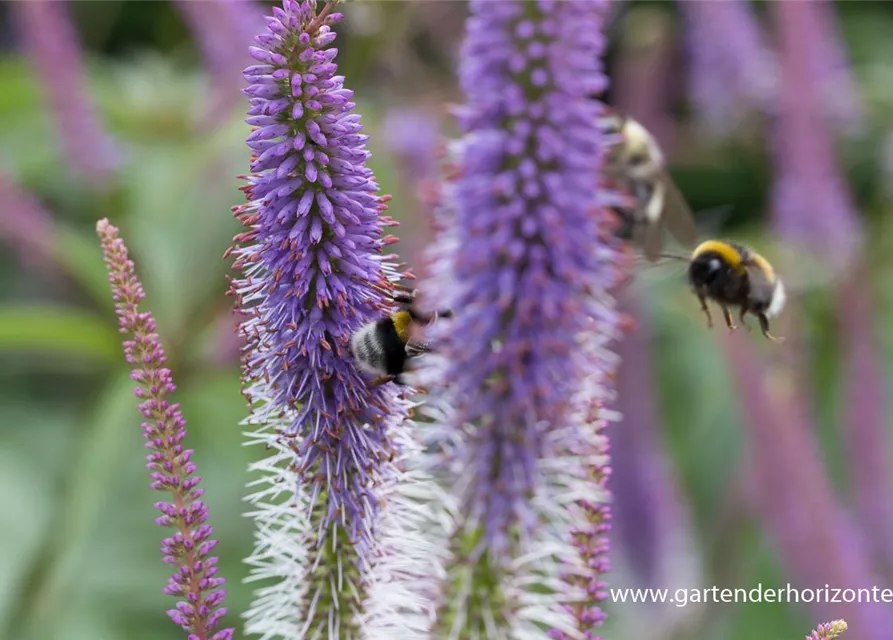 Garten-Kandelaberehrenpreis 'Fascination'