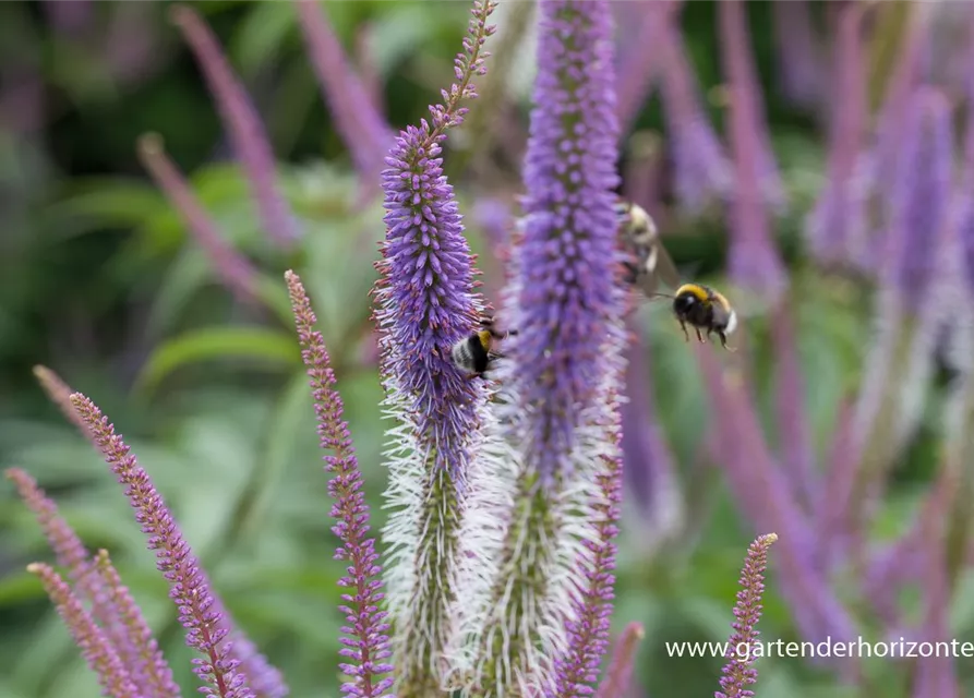 Garten-Kandelaberehrenpreis 'Fascination'