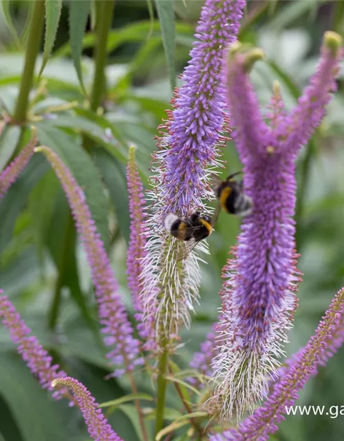 Garten-Kandelaberehrenpreis 'Fascination'