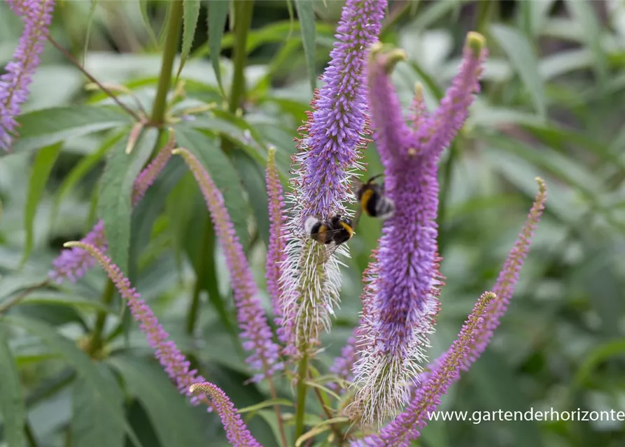 Garten-Kandelaberehrenpreis 'Fascination'