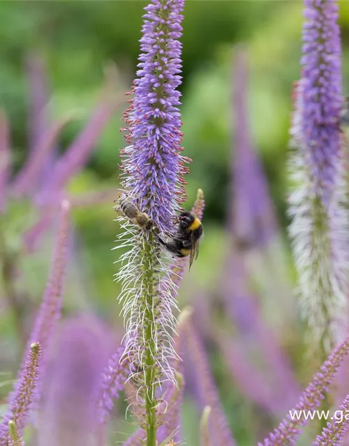 Garten-Kandelaberehrenpreis 'Fascination'