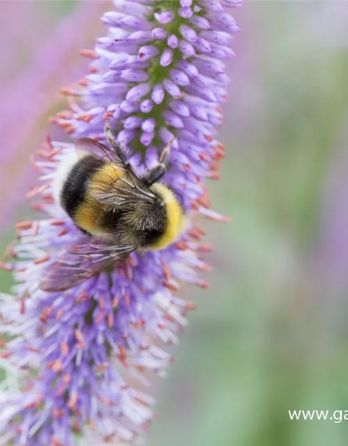 Garten-Kandelaberehrenpreis 'Fascination'