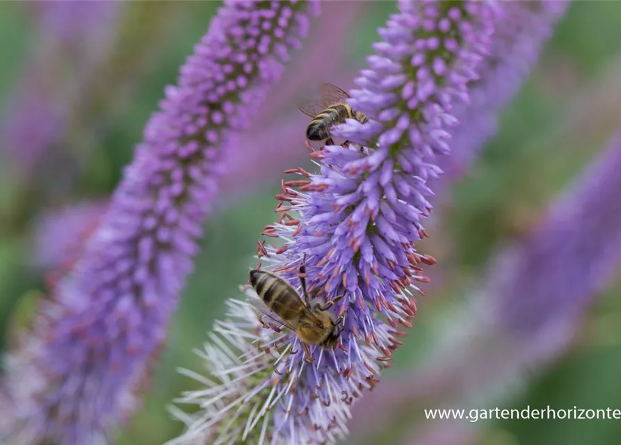 Garten-Kandelaberehrenpreis 'Fascination'