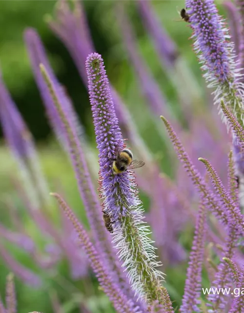 Garten-Kandelaberehrenpreis 'Fascination'