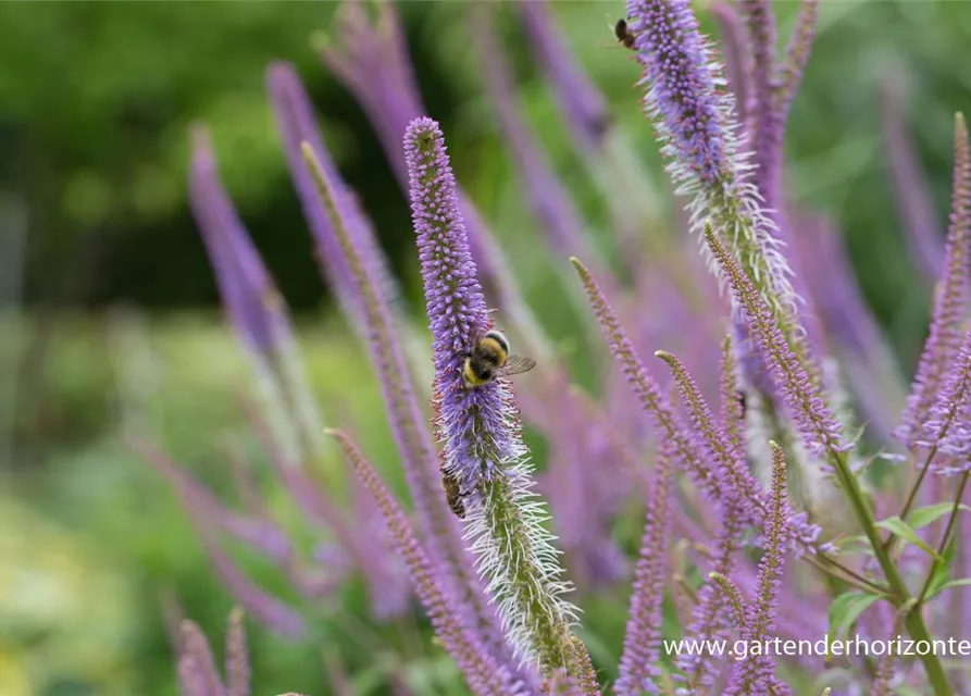 Garten-Kandelaberehrenpreis 'Fascination'