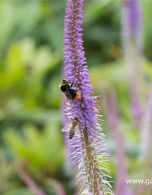 Garten-Kandelaberehrenpreis 'Fascination'