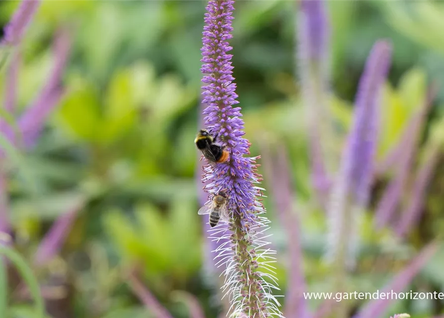 Garten-Kandelaberehrenpreis 'Fascination'