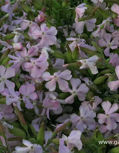 Lempergs Garten-Seifenkraut 'Max Frei'