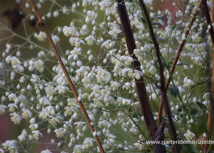 Garten-Wiesenraute 'Album'