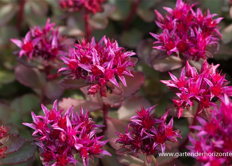 Garten-Teppich-Fettblatt 'Fuldaglut'