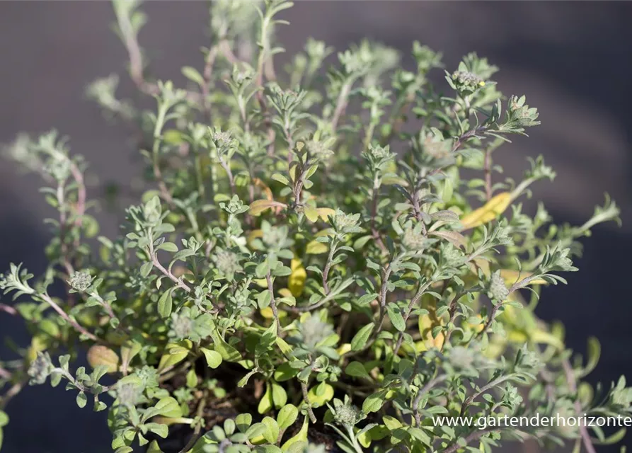 Garten-Berg-Steinkraut 'Berggold'