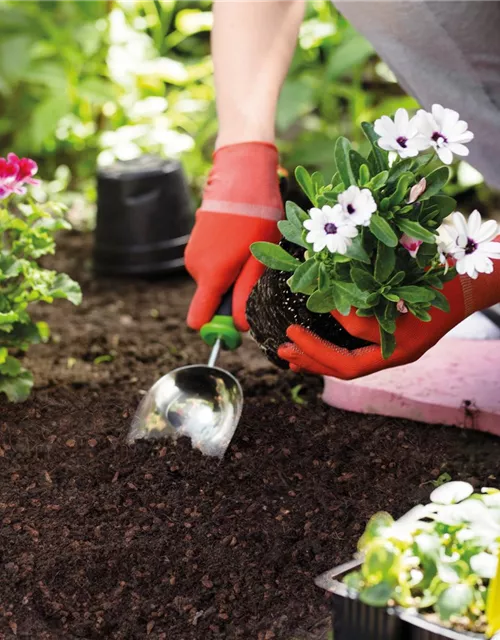 Seramis Blumenerde ohne Torf