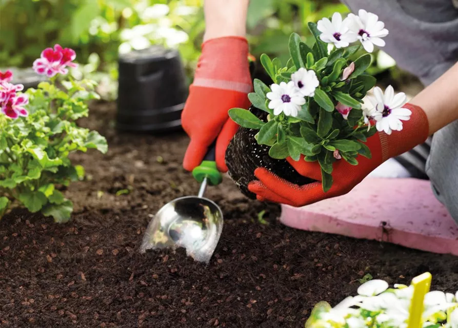 Seramis Blumenerde ohne Torf