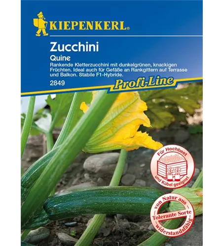 Kletter-Zucchini 'Quine'