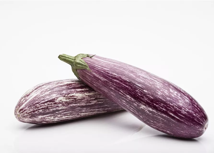 Aubergine 'Lucilla'