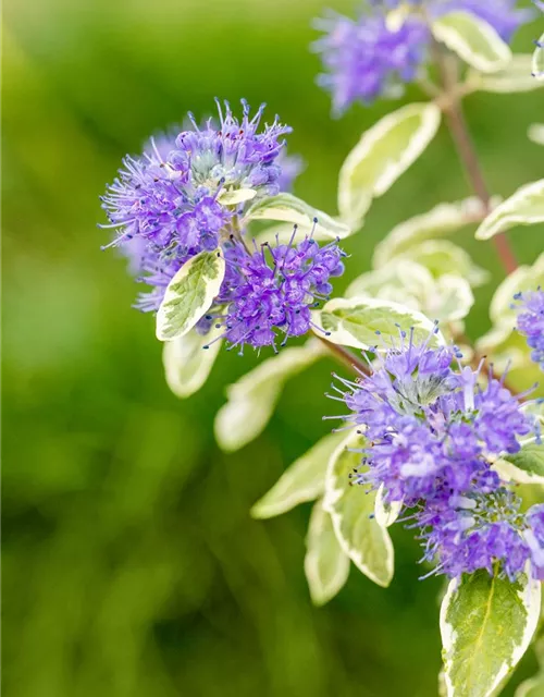 Weißbunte Bartblume 'White Surprise'