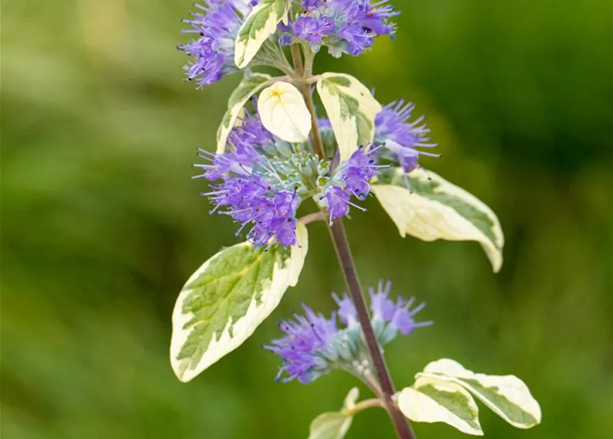 Weißbunte Bartblume 'White Surprise'