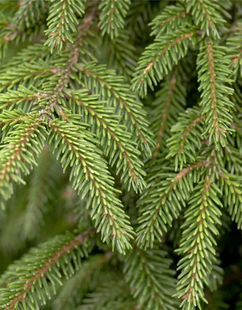 Orientalische Fichte 'Aureospicata'