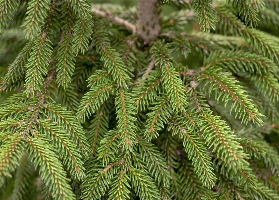 Orientalische Fichte 'Aureospicata'