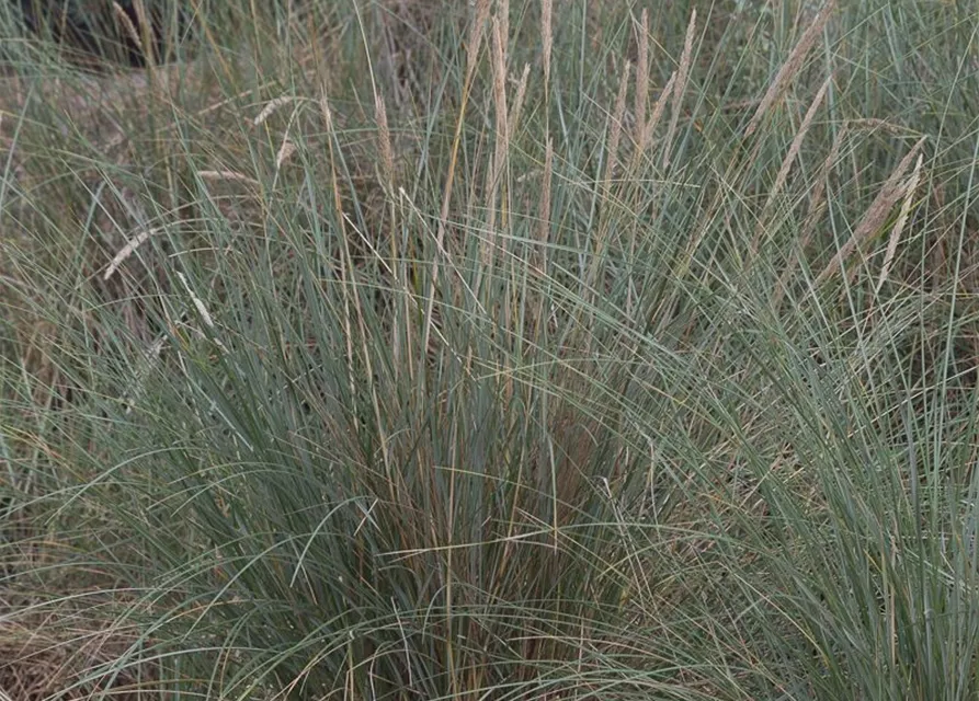 Gewöhnlicher Strandhafer