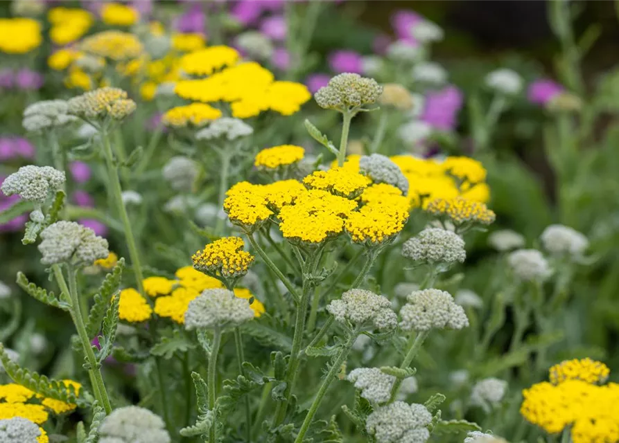 Garten-Goldquirl-Garbe 'Moonshine'