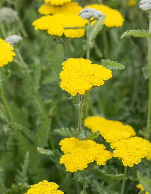 Garten-Goldquirl-Garbe 'Moonshine'