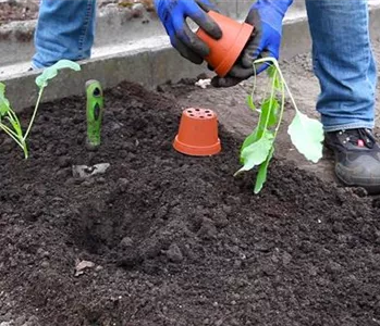 Kohlrabi - Einpflanzen im Gemüsebeet