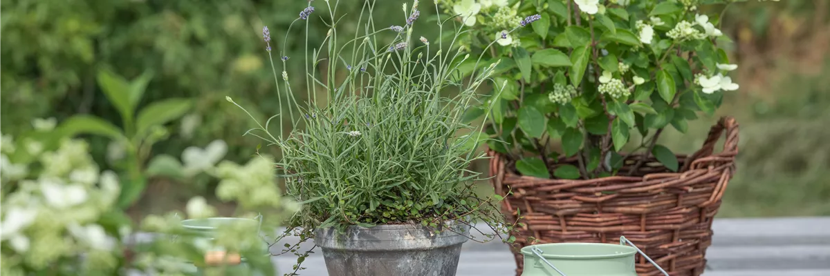 Lavandula angustifolia