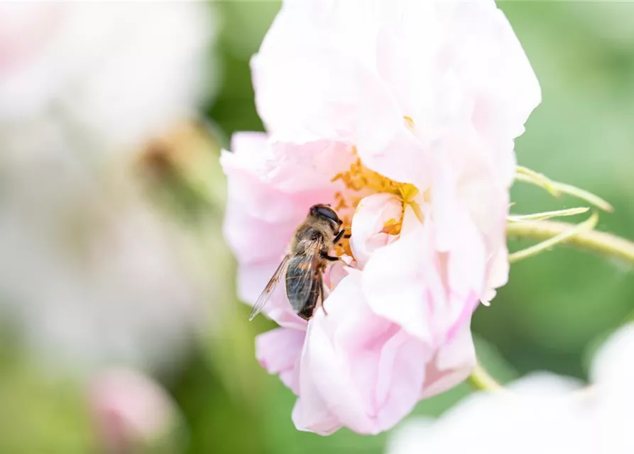 Insektennährgehölz-Hecke