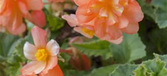 Girlanden-Begonie 'Illumination® Apricot'