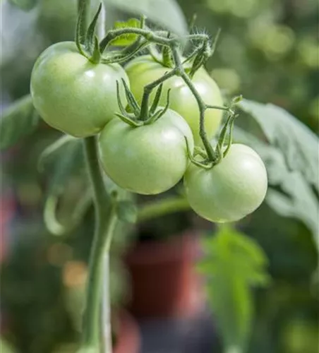 Tomate 'Phantasia'