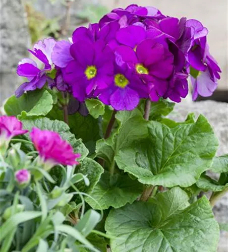 Frühlingsprimel 'Touch Me® Magenta'