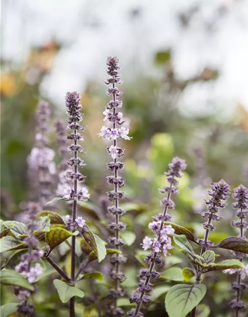 Garten-Basilikum 'Magic Blue'