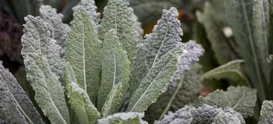 Palmkohl 'Nero di Toscana'