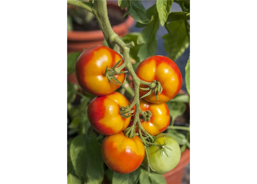 Tomate 'Goldene Königin'