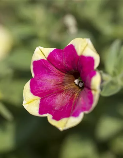 Petunie 'Chameletunia'®