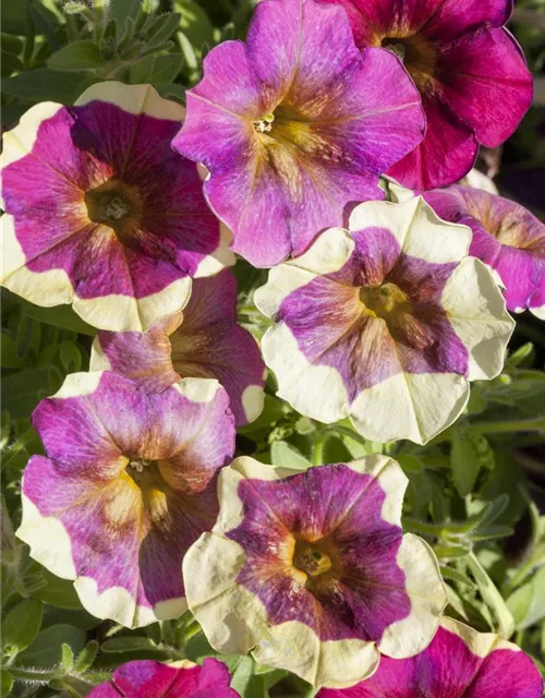 Petunie 'Chameletunia'®