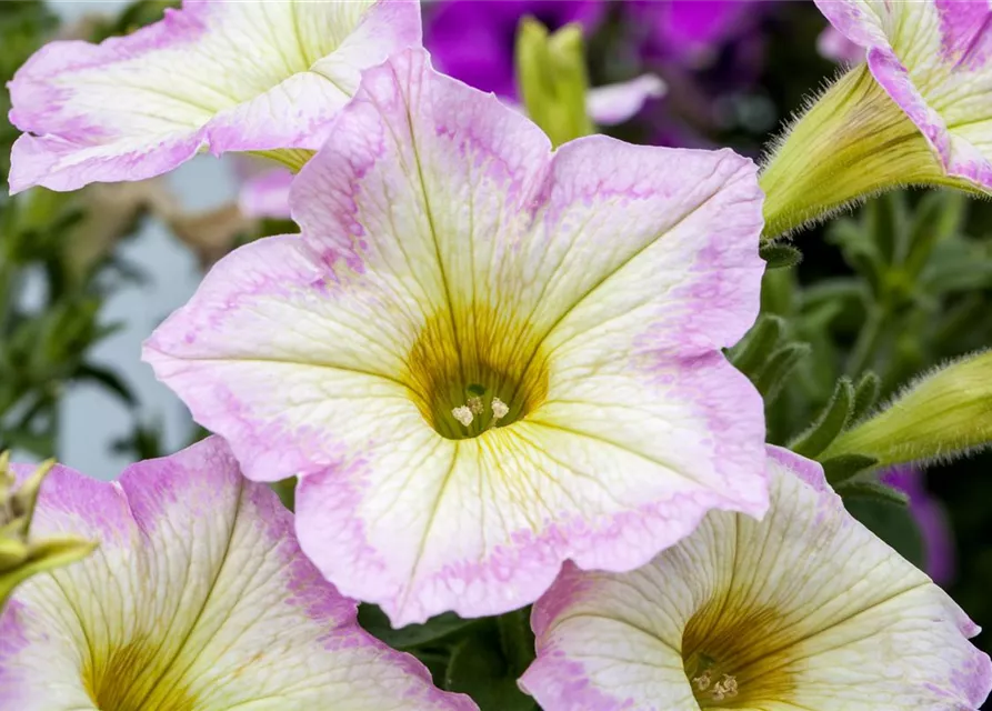 Petunie 'Chameletunia'®